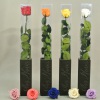 stabilized_roses